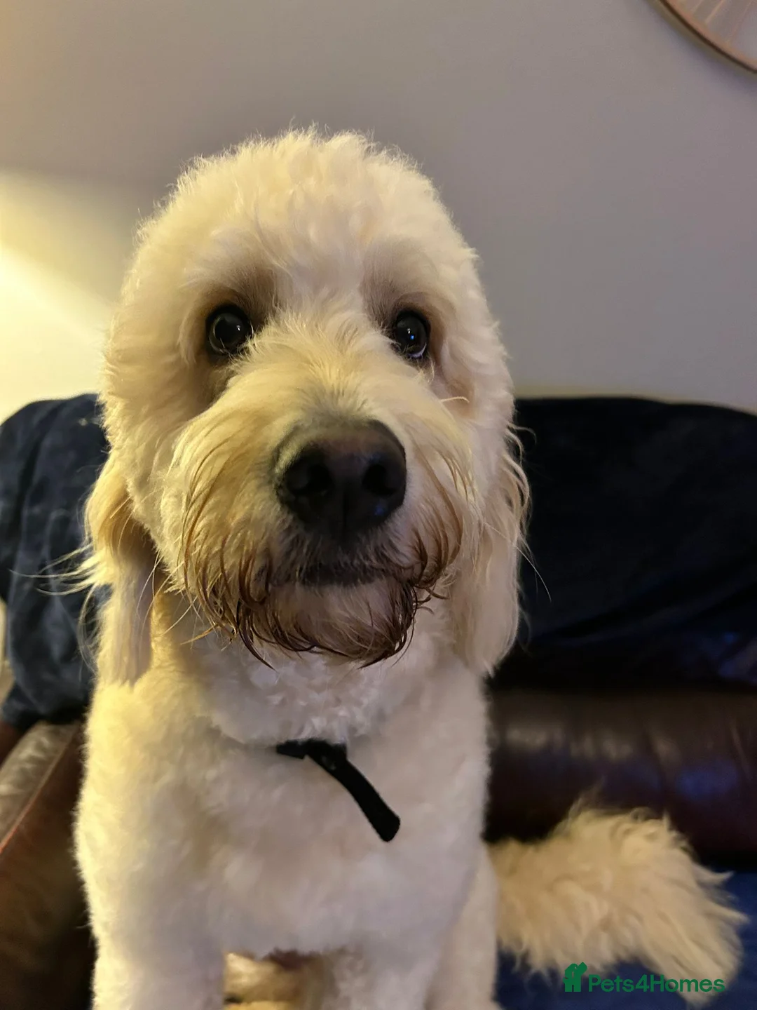 Goldendoodle dogs for sale: Goldendoodles. Extensively health tested parents - Advert 2