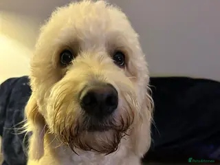 Goldendoodle dogs Goldendoodles. Extensively health tested parents - Advert 4