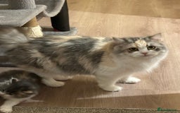 Mixed Breed cats for sale: Beautiful Perdoll Kittens🐾 - Advert 12