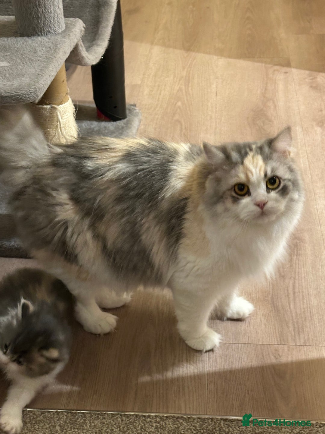 Mixed Breed cats for sale: Beautiful Perdoll Kittens🐾 - Advert 12