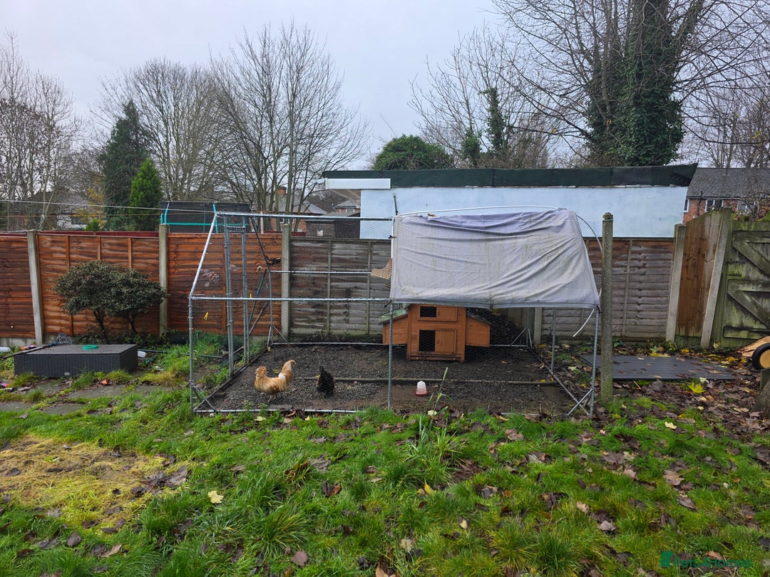 Chickens poultry for sale: Polish Chickens - Advert 8