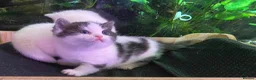 Munchkin cats for sale: 7 weeks old Full Pedigree Munchkin kittens  - Advert 16