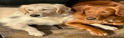 Golden Retriever dogs for stud: KC Golden Retriever Stud | DNA Clear - Advert 5
