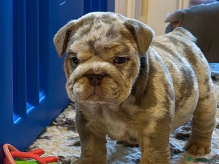English Bulldog dogs KC Registered EB Pups Fully health Tested Parents - Advert 2