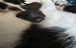 Mixed Breed cats for sale: 2 lovely black kittens  - Image 2