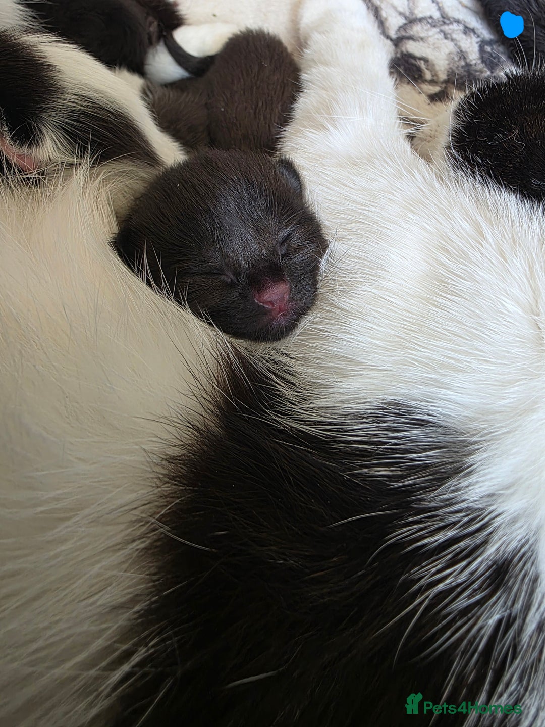 Mixed Breed cats for sale: 2 lovely black kittens  - Image 2