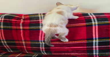 Mixed Breed cats - Advert 4