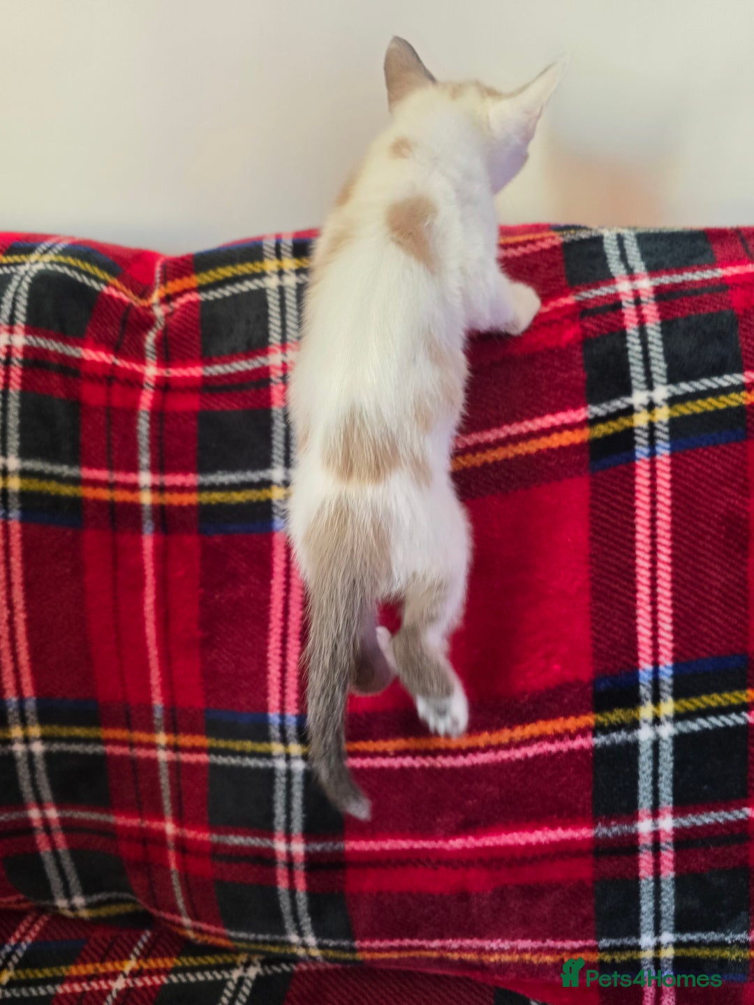 Mixed Breed cats for sale: Kittens 🐯🩷💛 - Image 2