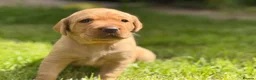 Labrador Retriever dogs for sale: Beautiful Fox Red Labrador Puppy – 1 Boy Available - Advert 8