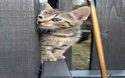 Domestic Shorthair cats for sale: Beautiful black & white Felix boy - Image 25
