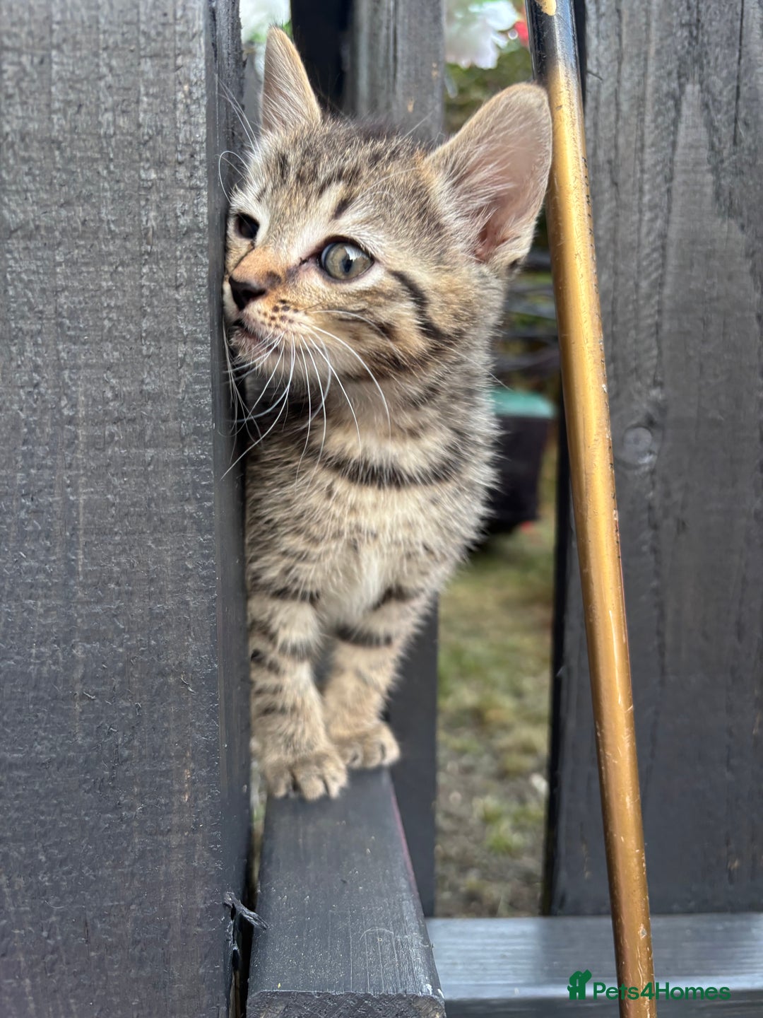 Domestic Shorthair cats for sale: Beautiful black & white Felix boy - Image 25