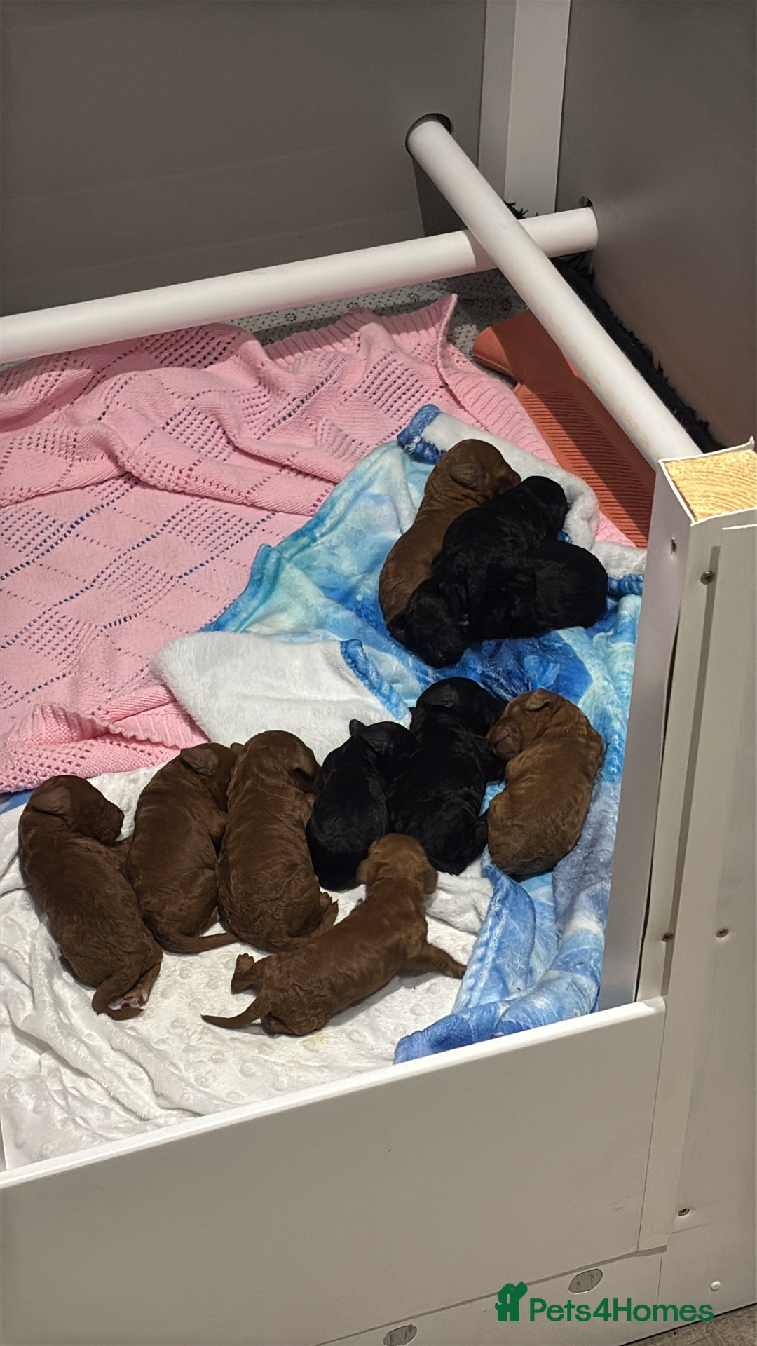 Cockapoo dogs for sale: Ready now! 2 females left!! F1b cockapoos!!! - Advert 10