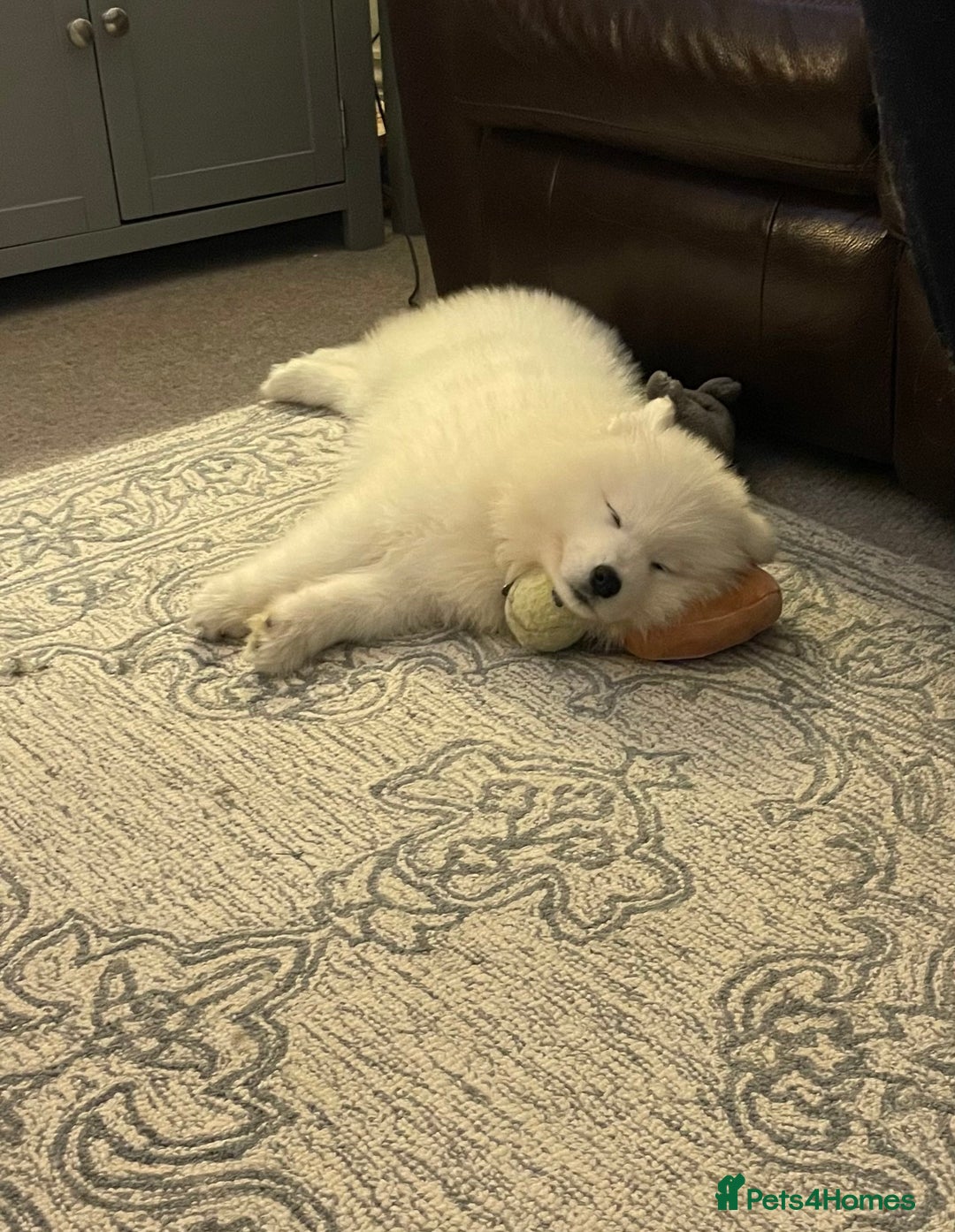 Samoyed dogs for sale: Samoyed - Advert 8