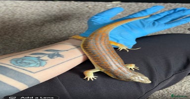 Skink reptiles Berber (Schneider) skink  - Advert 1