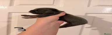 French Bulldog 5