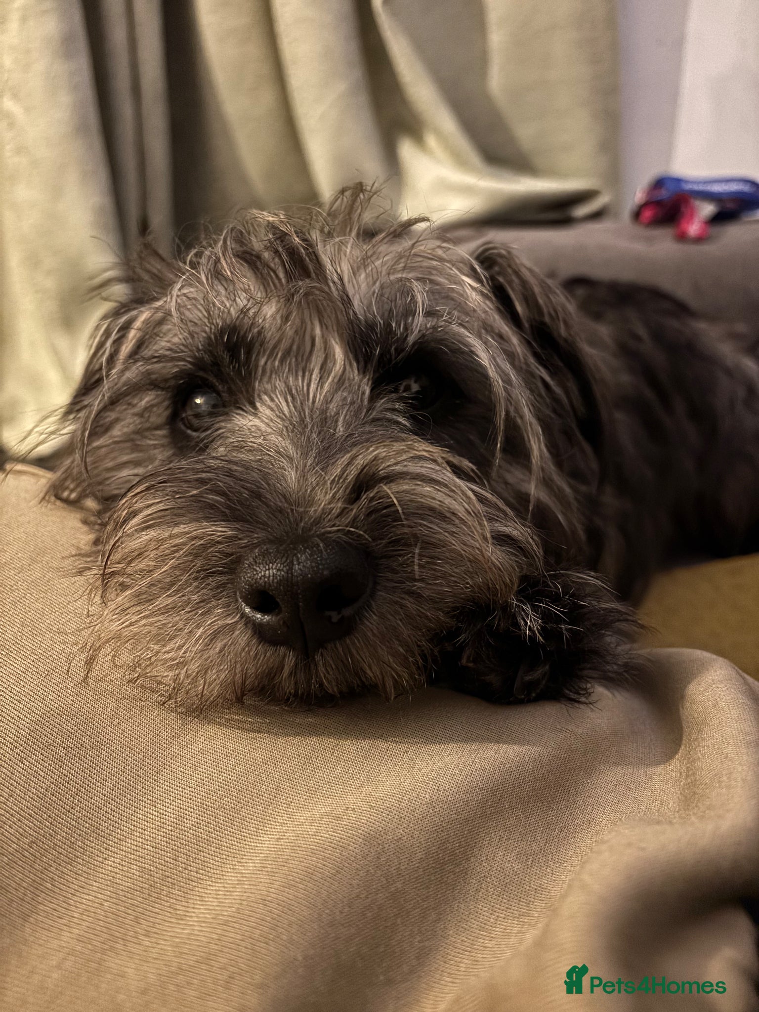 Patterdale Terrier dogs Patterdale stud  - Advert 2