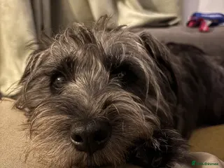 Patterdale Terrier dogs Patterdale stud - Advert 2