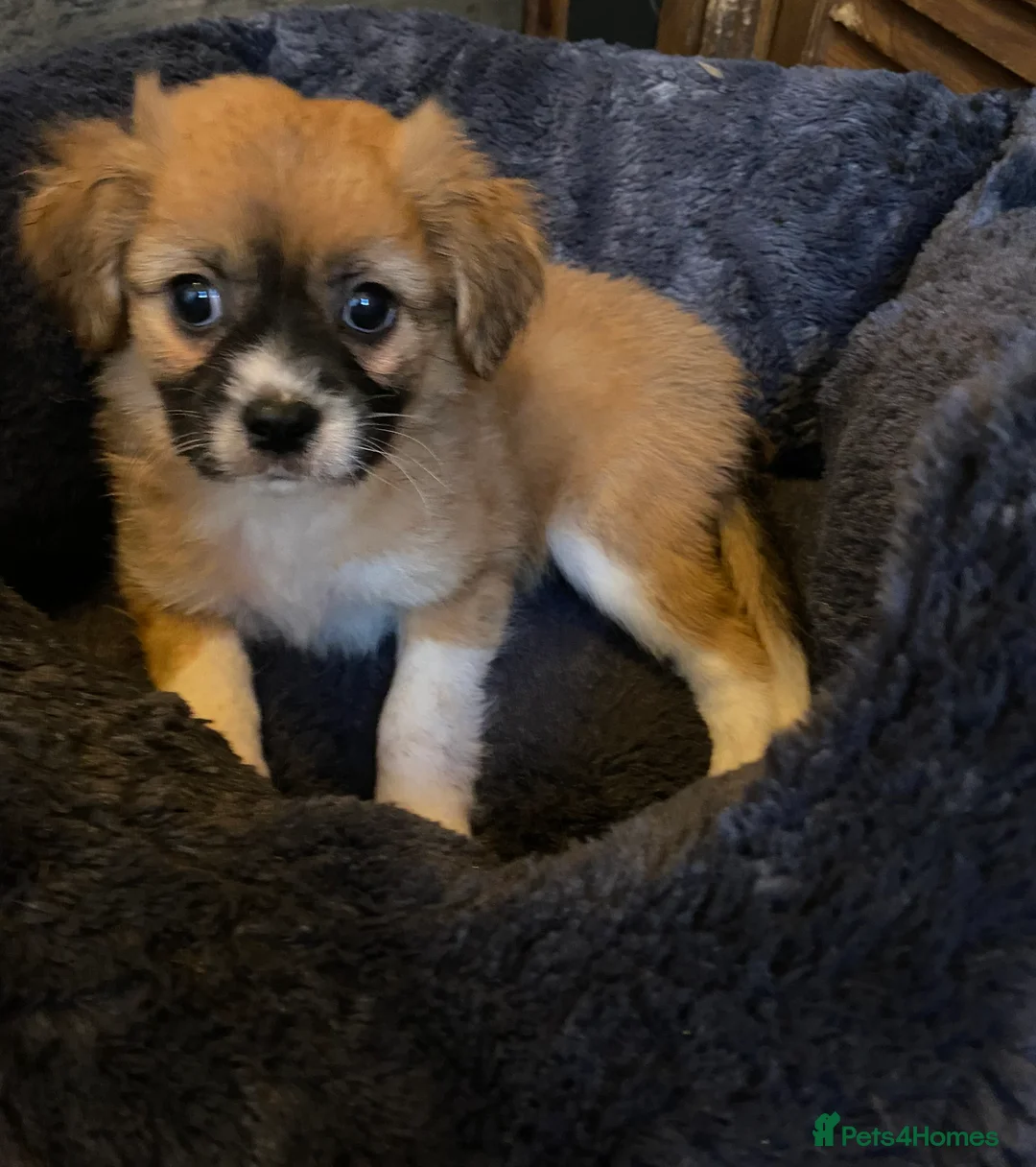 Mixed Breed dogs for sale: Poochoon X adorable pups  - Advert 6