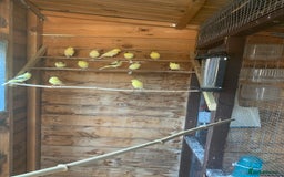 Canaries birds for sale: Dimorpic canaries  - Image 2
