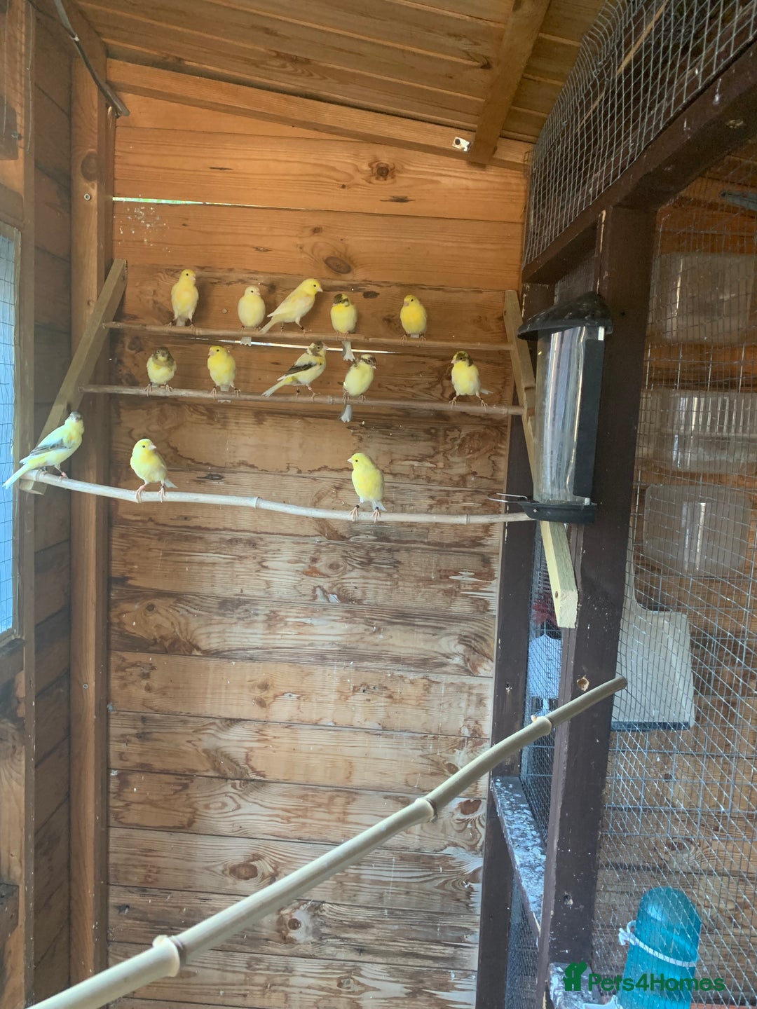 Canaries birds for sale: Dimorpic canaries  - Image 2