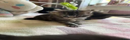 Mixed Breed cats for sale: Mainecoon/Ragdoll kittens  in Winscombe - Advert 12