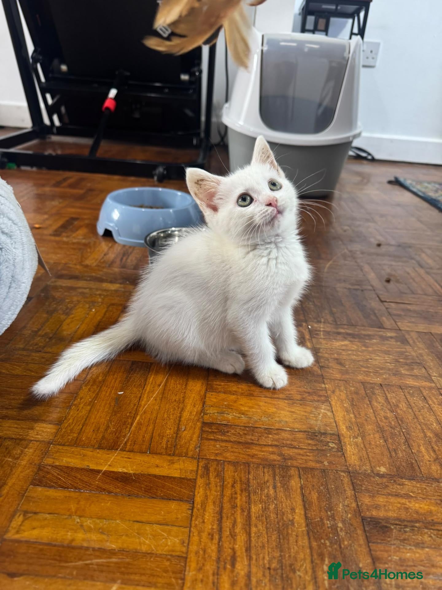 Mixed Breed cats Beautiful kittens for rehoming - Advert 3