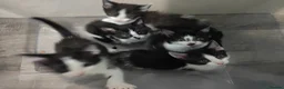 Turkish Van cats for sale: Turkish Van x kittens  in Shotts - Advert 2