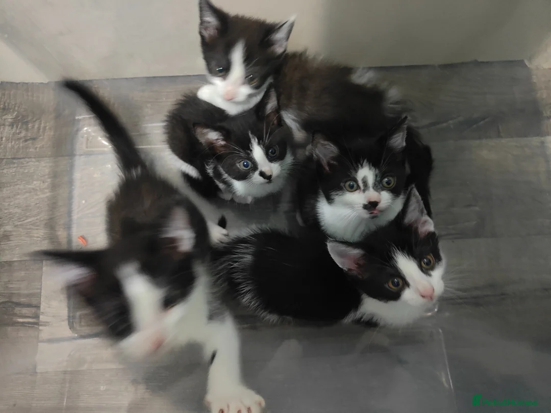 Turkish Van cats for sale: Turkish Van x kittens  in Shotts - Advert 2