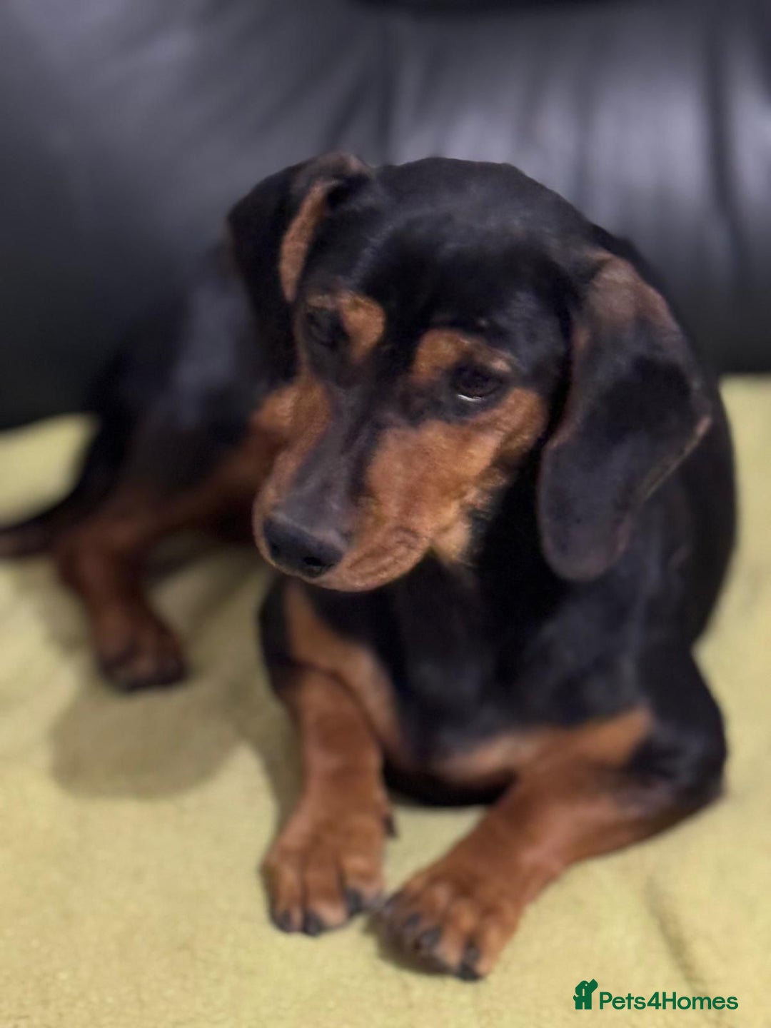 Mixed Breed dogs for adoption: Beautiful Mira needs a home - Advert 19