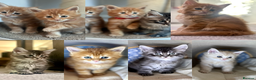 Maine Coon cats for sale: A litter of 7 Beautiful Maine coon kittens - Advert 1