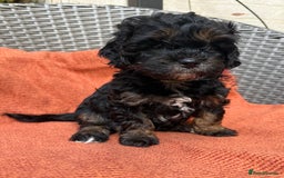 Shihpoo dogs for sale: Fluffy ShihPoo puppies - Image 20