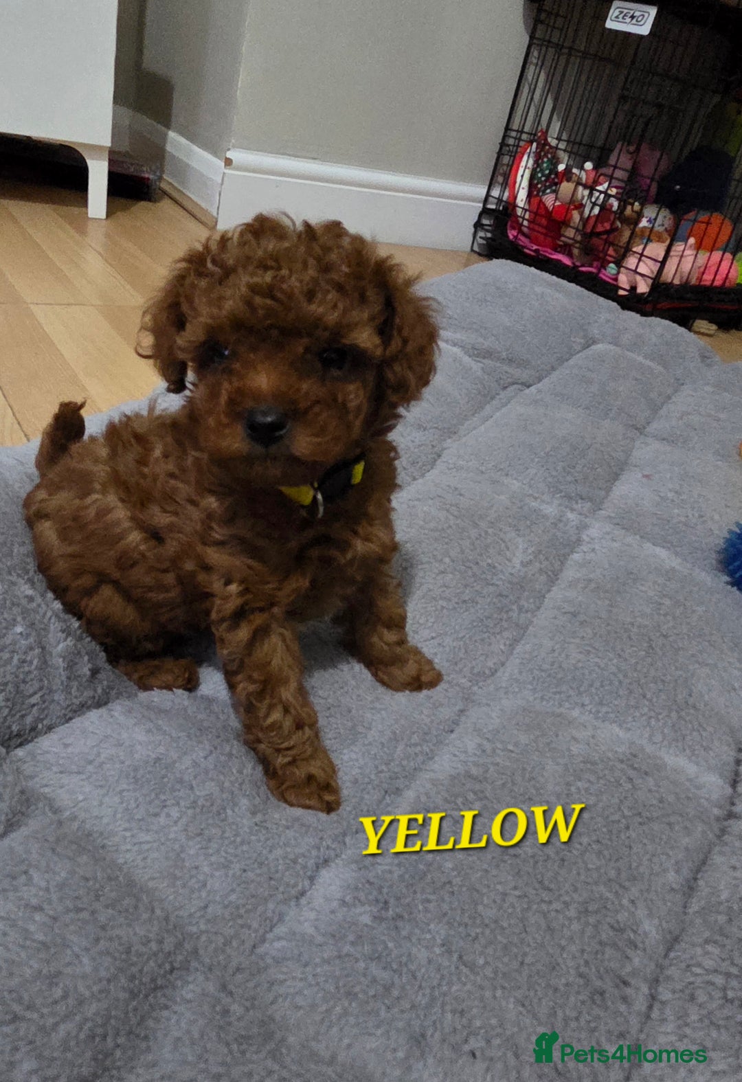 Mixed Breed dogs for sale: Toy / Aisan Poodle, Red Puppies - Advert 33