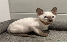 Siamese cats for sale: GCCF Registered Traditional Siamese Kittens.  - Image 26