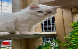 Ragdoll cats for sale: Cherubim Ragdoll Lilac Tabby male kitten - Image 2
