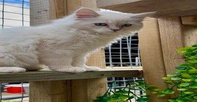 Ragdoll cats - Advert 11