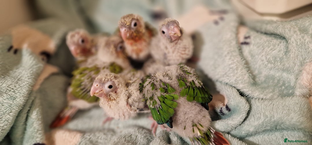 Conures birds for sale: Beautiful fully hand reared conure baby's  - Advert 14