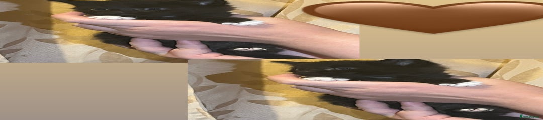 🤎