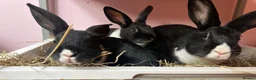 Mixed Breed rabbits for sale: Friendly boy bunnies  - Advert 3