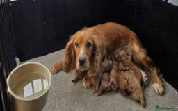 Cockapoo dogs for sale: F1 cockerpoo puppies  - Advert 8