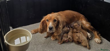 Cockapoo dogs F1 cockapoo puppies - Advert 7