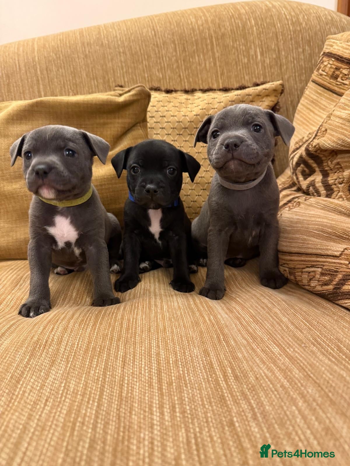 Staffordshire Bull Terrier dogs KC Registered Staffordshire Bull Terrier Puppies. - Advert 1