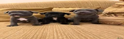 Staffordshire Bull Terrier dogs for sale: KC Registered Staffordshire Bull Terrier Puppies. - Advert 1
