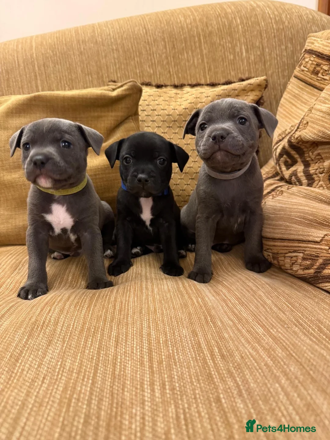 Staffordshire Bull Terrier dogs for sale: KC Registered Staffordshire Bull Terrier Puppies. - Advert 1