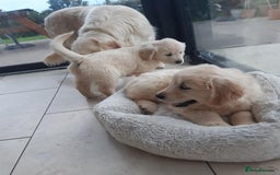 Golden Retriever dogs for sale: Beautiful golden reteriver puppies  - Image 6