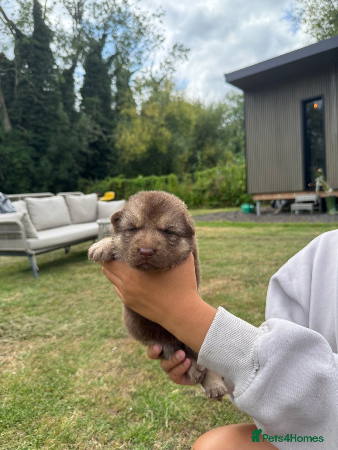 German Shepherd dogs for sale: ❤️KC health tested unique gsd babies 🩷 - Image 8