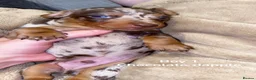 Miniature Dachshund dogs for sale: Miniature dachshund puppies  - Advert 9