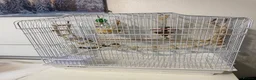 Conures birds for sale: Green cheek conure in Cardiff - Advert 9
