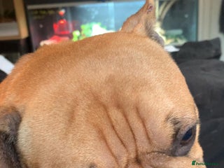 French Bulldog dogs - Advert 1