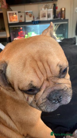 French Bulldog dogs - Advert 1