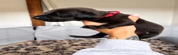Mixed Breed dogs for sale: Irish setter cross Doberman puppies - Advert 23